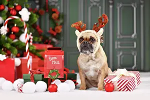 Content: Christmas reindeer dog. French Bulldog with costume