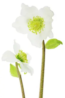 Proportion: Christmas Rose