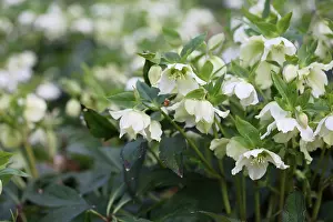 Sympathy: Christmas Rose