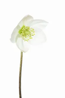 Helleborus: Christmas Rose