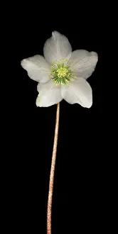 Helleborus: Christmas Rose