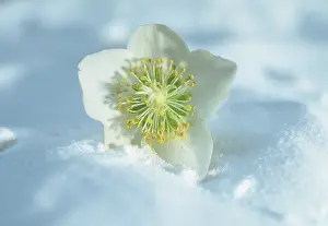 Pure: Christmas Rose
