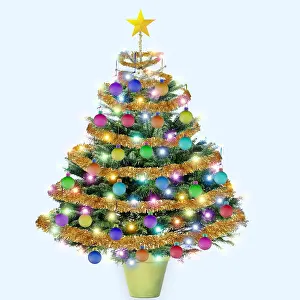 161018: Christmas Tree - Nordmanns Fir (Caucasian Fir)