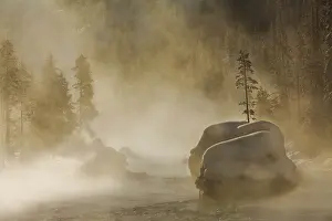 Pinus: Christmas Tree rock in mist, with Lodgepole Pin