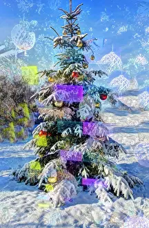Decorated: Christmas tree in the snow, Christmas tree, wint