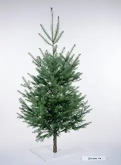 Menziesii: CHRISTMAS TREE VARIETY - Douglas Fir