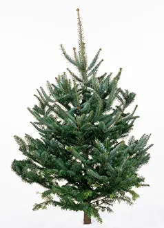 Fraser: CHRISTMAS TREE VARIETY - Fraser Fir