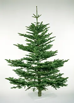 Noble: CHRISTMAS TREE VARIETY - Noble Fir