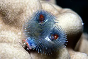 Spirobranchus: Christmas Tree Worm