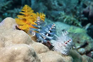 Spirobranchus: Christmas Tree Worm