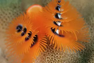 Worm: Christmas Tree Worm