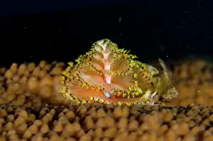Worm: Christmas Tree Worm - Jemeluk Gallery dive site