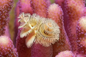 Giganteus: Christmas tree worm (Spirobranchus giganteus) on