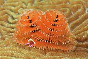 Giganteus: Christmas Tree Worm (Spirobranchus giganteus) on
