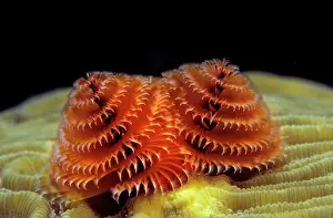 Giganteus: Christmas Tree Worm (Spirobranchus giganteus), Caribbean