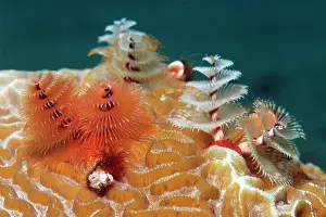 Worms: Christmas Tree Worm (Spirobranchus giganteus) on