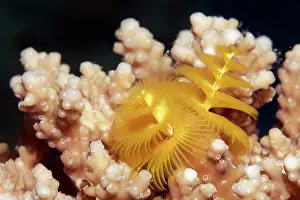 Worms: Christmas tree worm (Spirobranchus giganteus) on