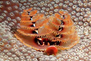 Worms: Christmas Tree Worm (Spirobranchus giganteus) on