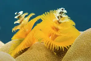 Worms: Christmas tree worm (Spirobranchus giganteus)
