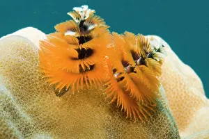 Worms: Christmas tree worm (Spirobranchus giganteus)
