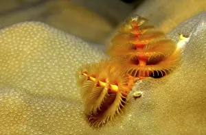 Worms: Christmas Tree Worm (Spirobranchus giganteus), Caribbean