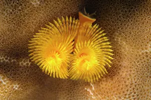 Worms: Christmas tree worm (Spirobranchus giganteus), Bohol