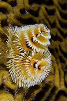 Giganteus: Christmas Tree Worm (Spirobranchus giganteus)