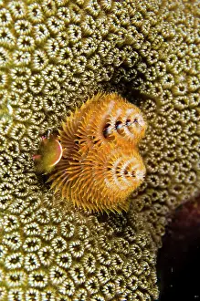 Giganteus: Christmas Tree Worm (Spirobranchus giganteus)