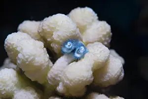 Worms: Christmas tree worm (Spirobranchus giganteus), Red