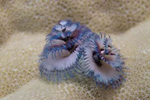 Worms: Christmas tree worm (Spirobranchus giganteus), Red