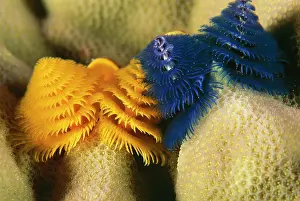 Spirobranchus: Christmas Tree Worms