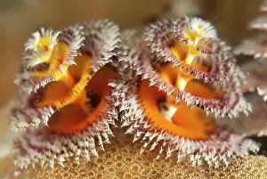 Spirobranchus: Christmas Tree Worms
