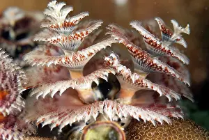 Spirobranchus: Christmas Tree Worms