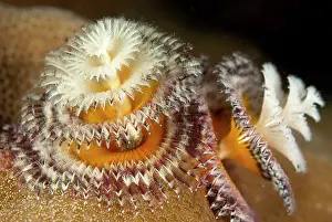 Spirobranchus: Christmas Tree Worms