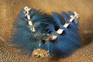 Worm: Christmas Tree Worms