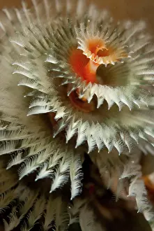 Worm: Christmas Tree Worms