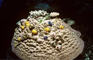 Worm: CHRISTMAS TREE WORMS - on Porites