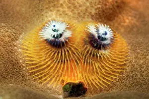 Giganteus: Christmas Tree Worms (Spirobranchus giganteus)