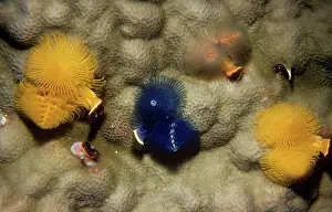 Spirobranchus: Christmas Tree Worms / Sprial Gill Worm - on coral