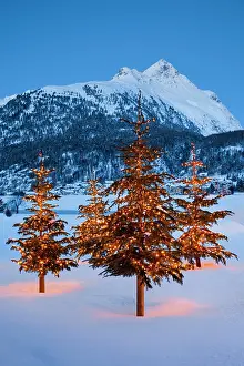 Locality: Christmas trees near Silvaplana, Piz Polaschin in