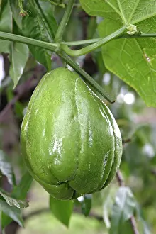 Edule: Christophine / Chayote - tropical vegetable