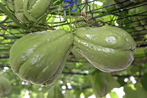 Edule: Christophine / Chayote - tropical vegetable orginally