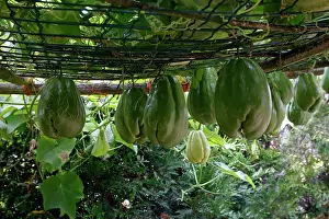 Chows: Christophine / Chow chow / Pear squash - tropical