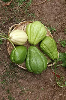 Chows: Christophine / Chow chow / Pear squash - tropical