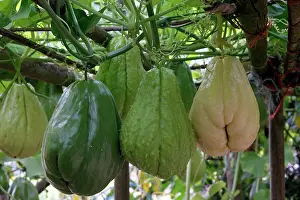 Chows: Christophine / Chow chow / Pear squash - tropical