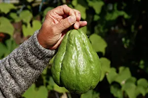 Chows: Christophine / Chow chow / Pear squash - tropical
