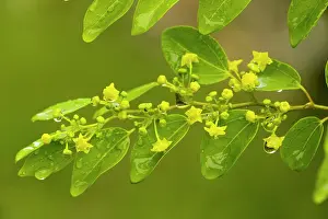 Christi: Christ's Thorn in flower. Spiny bush