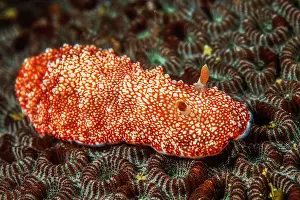 Chromodoris: Chromodoris reticulata (Chromodoris reticulata)