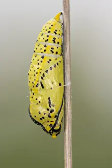 Attach: Chrysalis of black-veined white (Aporia crataegi) attach