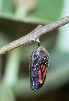 Wanderer: Chrysalis of Wanderer / Monarch / Milkweed Butterfly